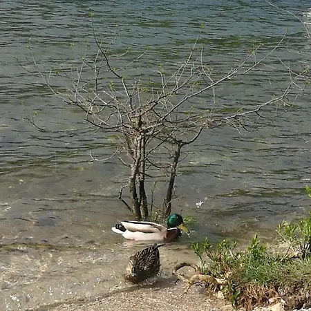 בית אירוח 2 & Cvetek בוהין