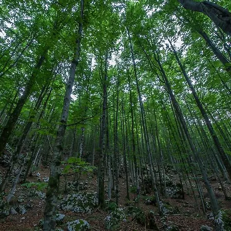 2 & Cvetek Kwatera prywatna *