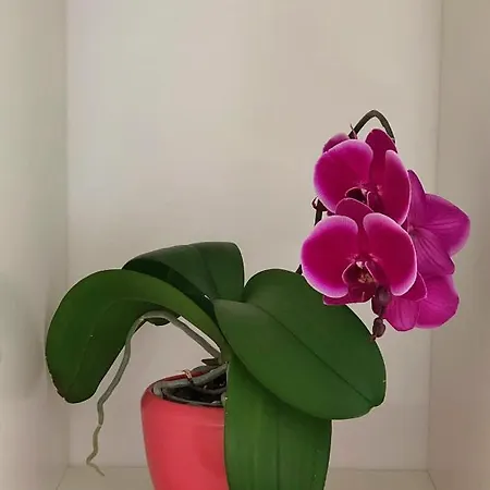 בית אירוח 2 & Cvetek *