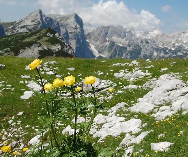 Pansiyon 2 & Cvetek Bohinj