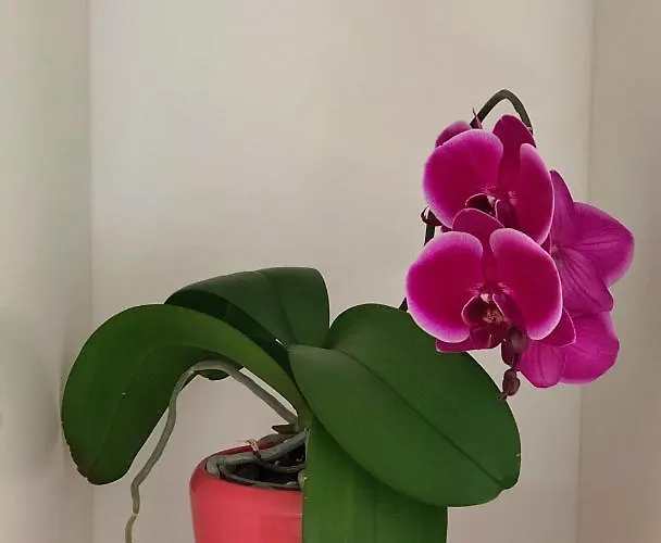 Pansiyon 2 & Cvetek *